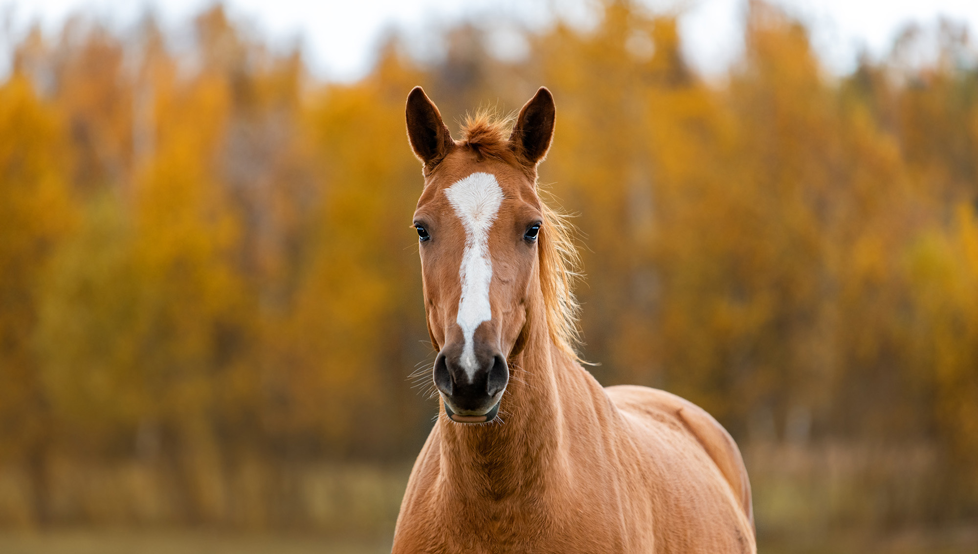 horse
