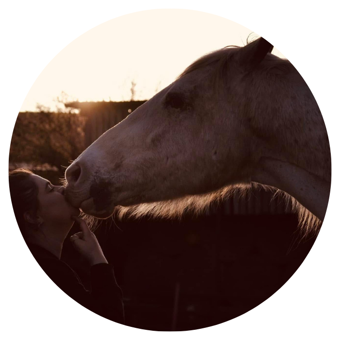 South Moor Vets Equine client: Mickey