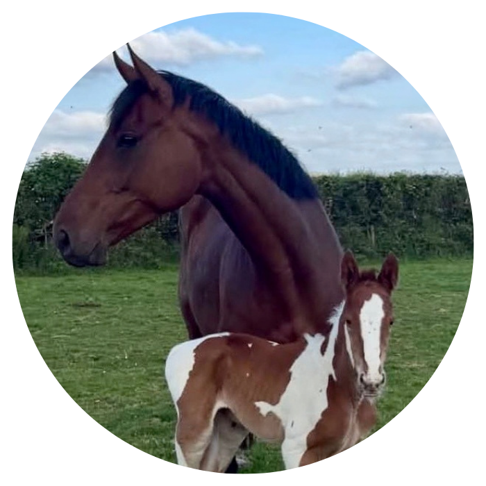 South Moor Vets Equine torching arounf at midnight